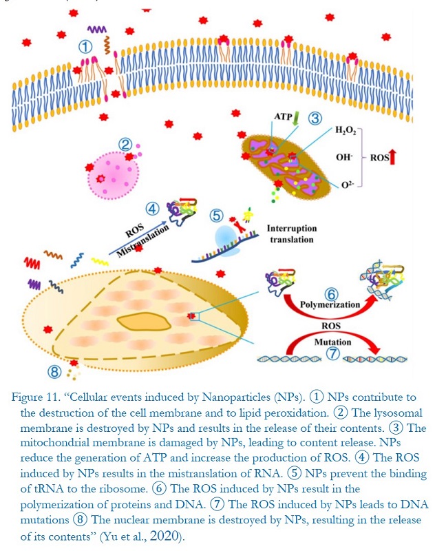 Fig.11_“Cellular_events_induced_by_Nanoparticles_(NPs)