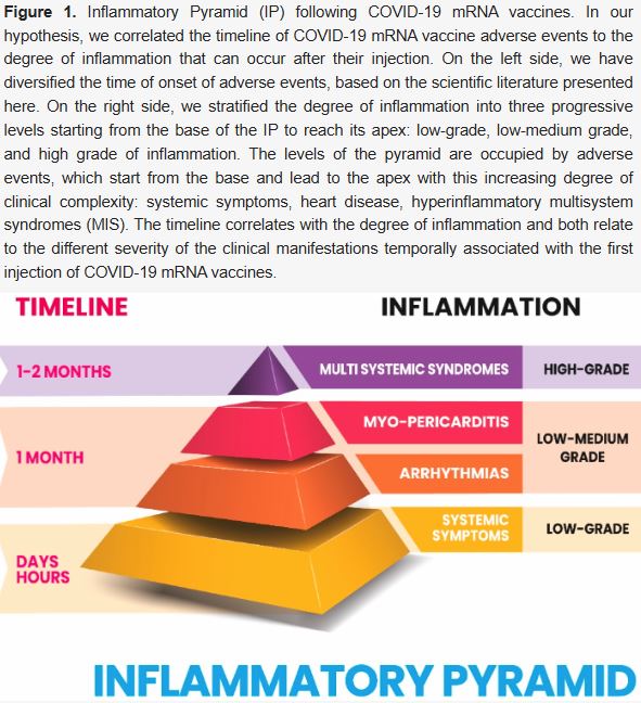 Inflammatory Pyramid
